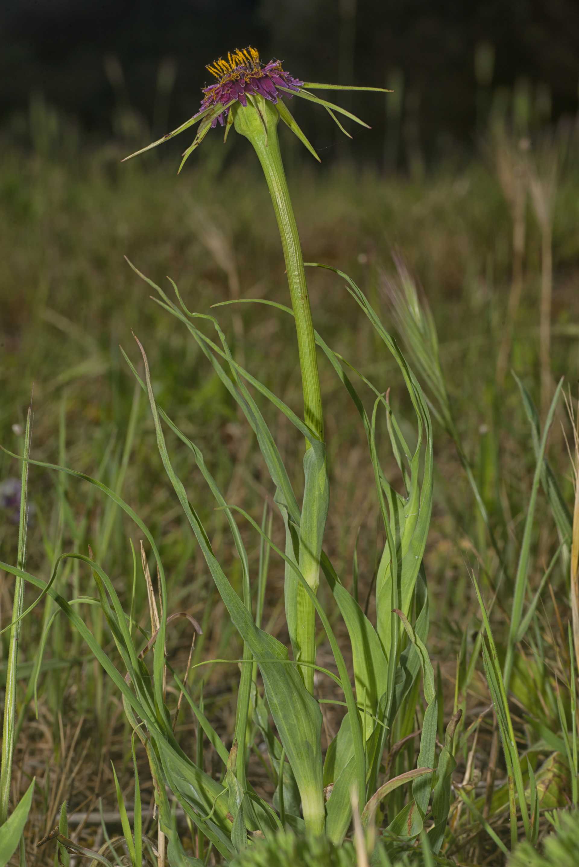 La scorzonera bianca, la pianta dalla radice ricca di inulina